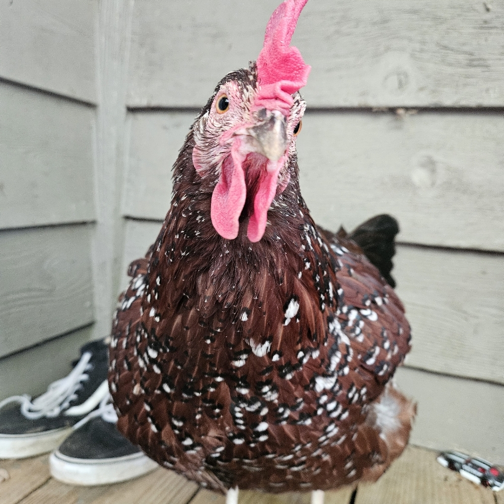 Meet your Posher, Kaywin